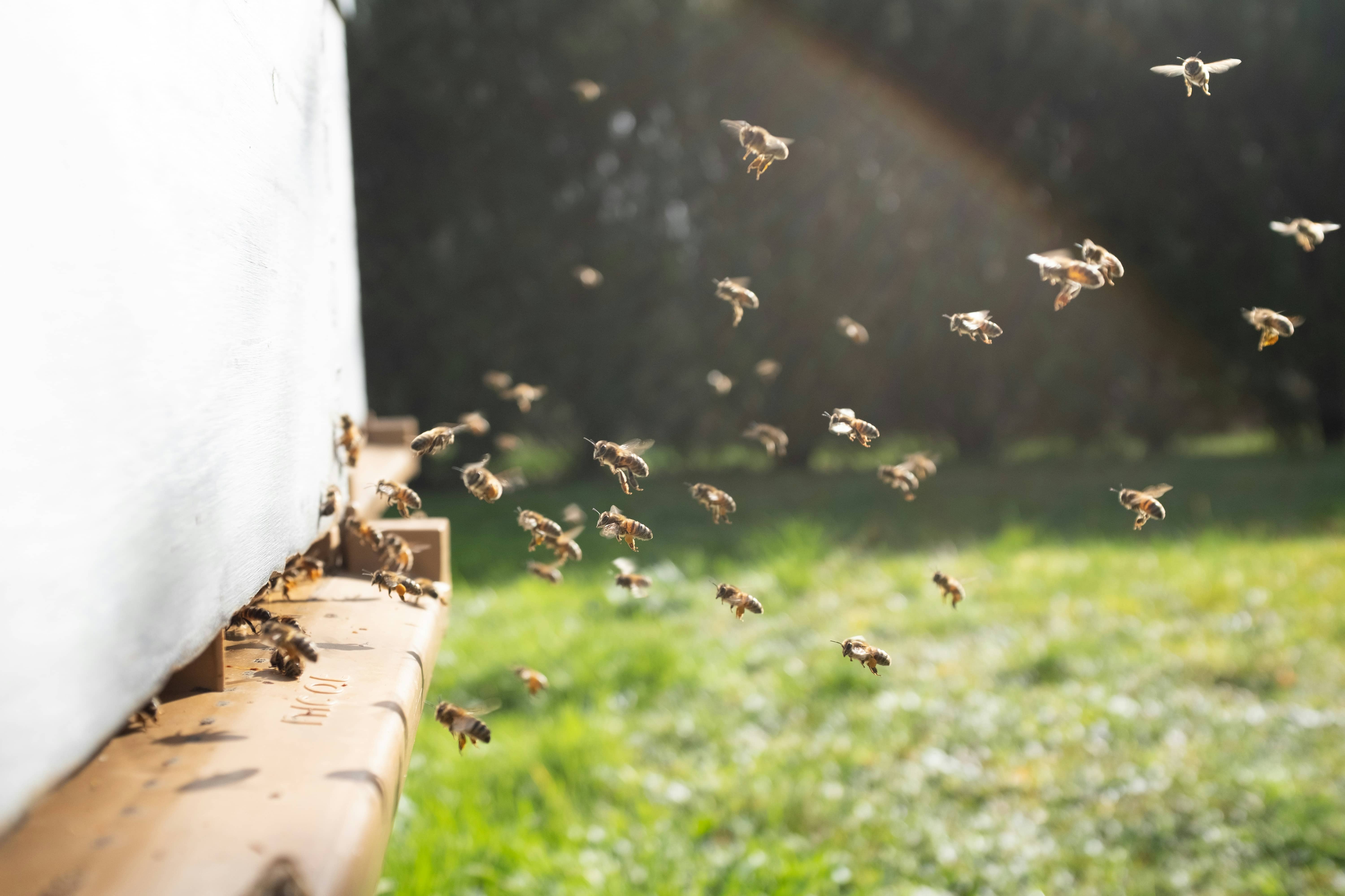 Beekeeper pull a frame full of honey bees