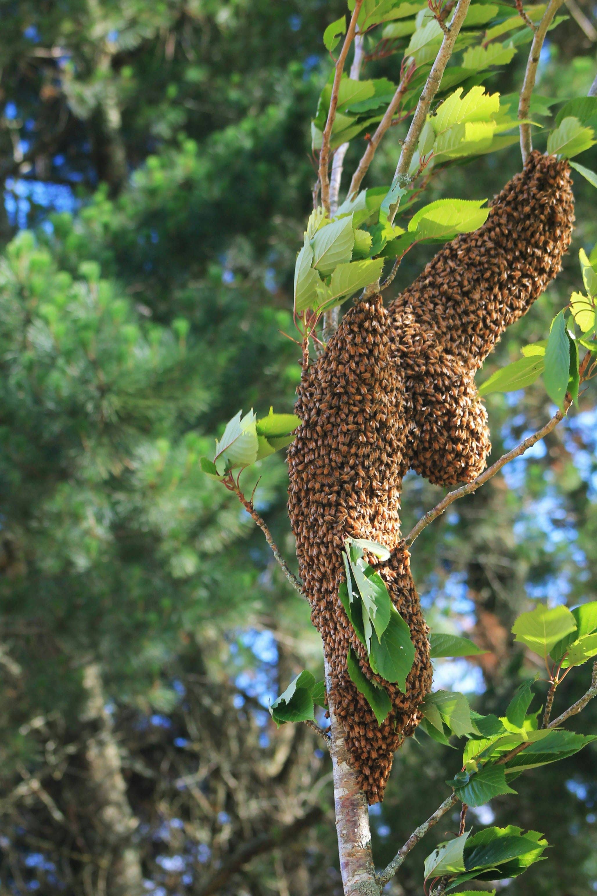 Mountain City Beekeepers