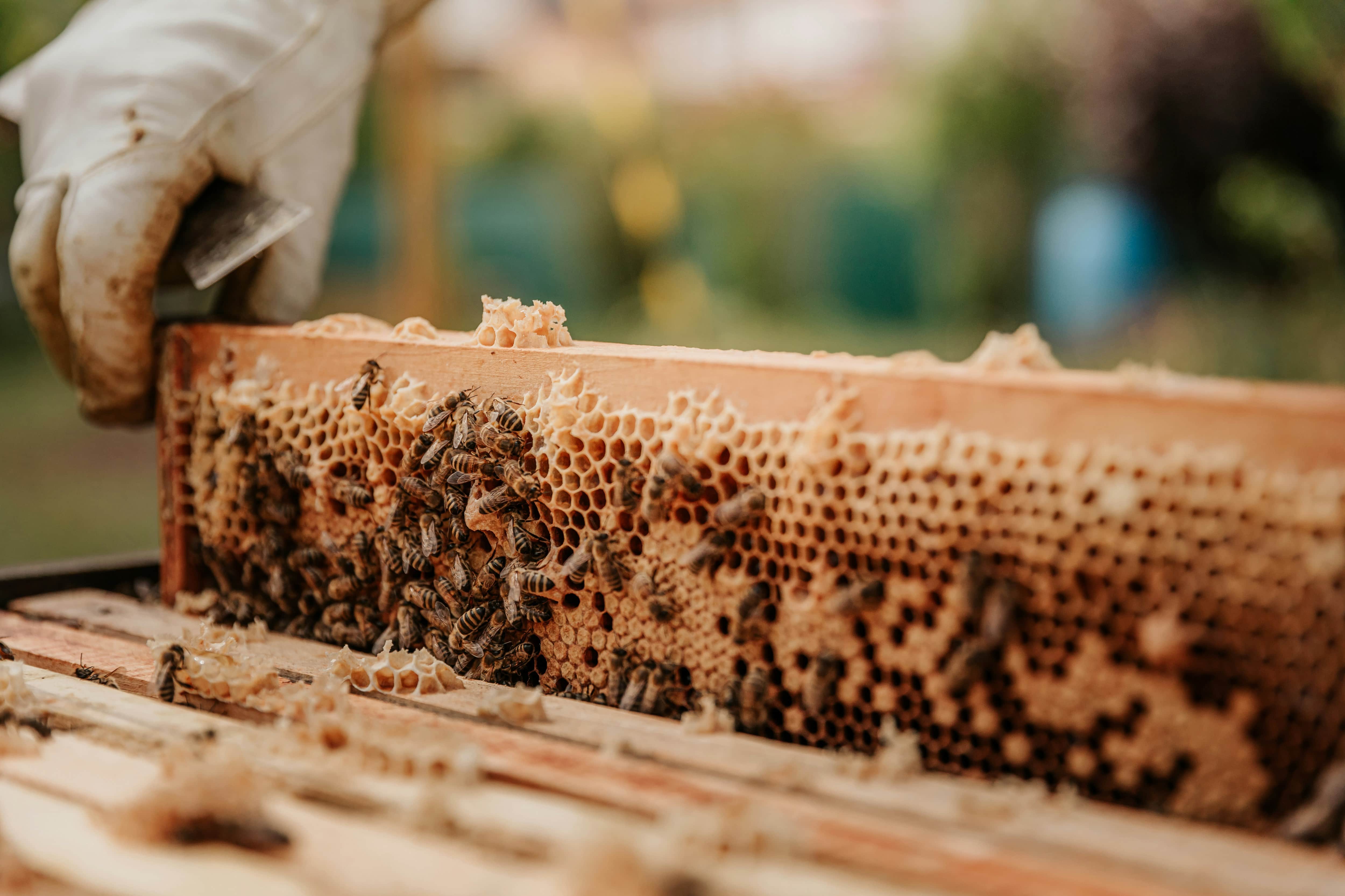 Beekeeper pull a frame full of honey bees